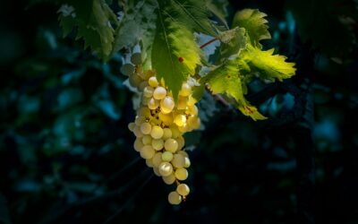 A la découverte des vins blancs genevois